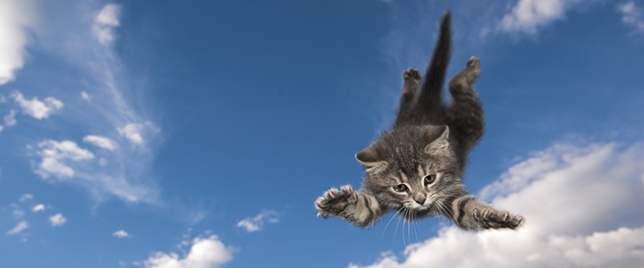 Young kitten jumps